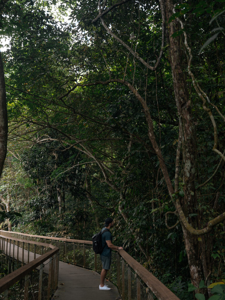 Matt looking for wildlife from the trail - MacRitchie TreeTop Walk