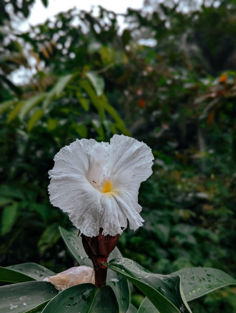 Flowers along the trail