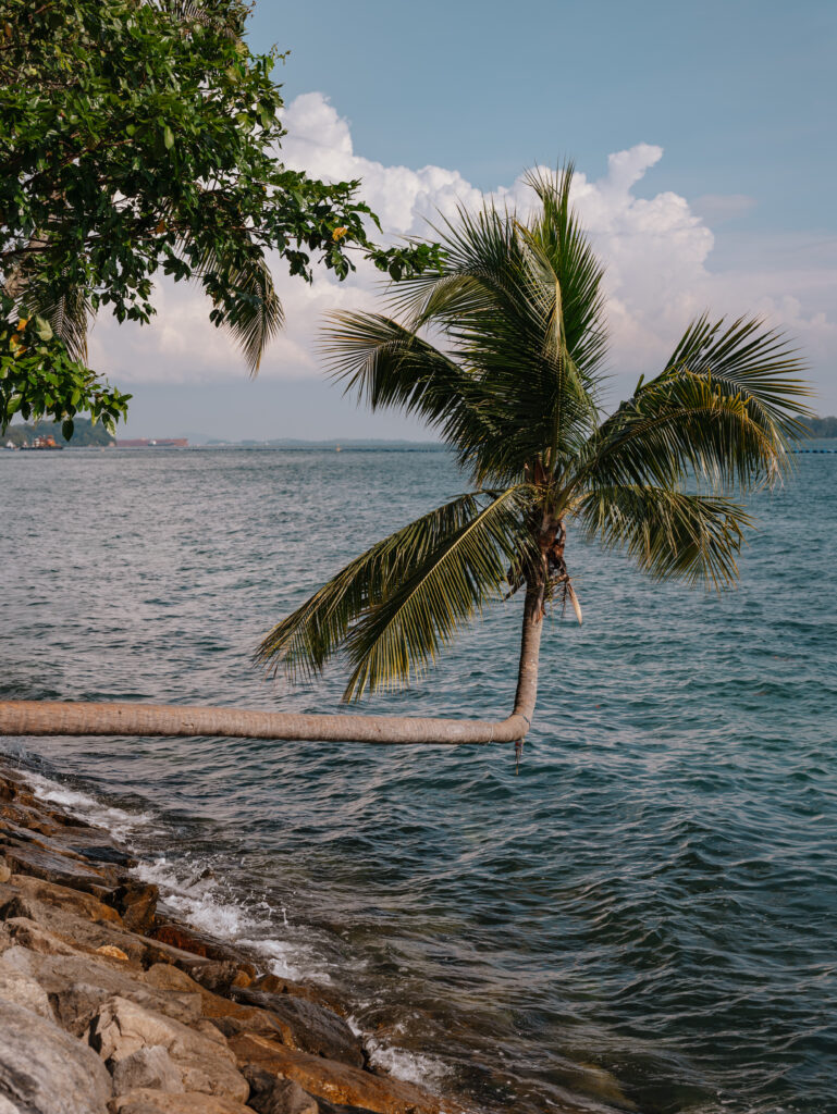 There are many interesting things to see on Sentosa when walking around the island - like the 90° Coconut Tree!