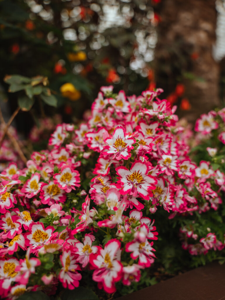 There are many beautiful flowers all throughout the various gardens