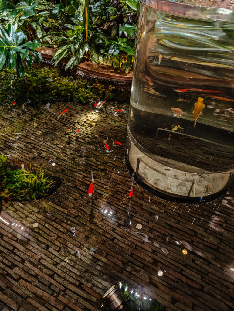 Fish in one of Changi's many ponds