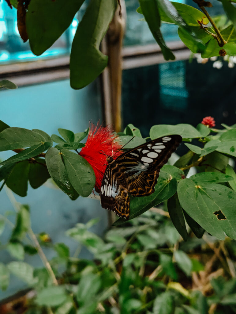 The Butterfly Garden in the Changi Airport