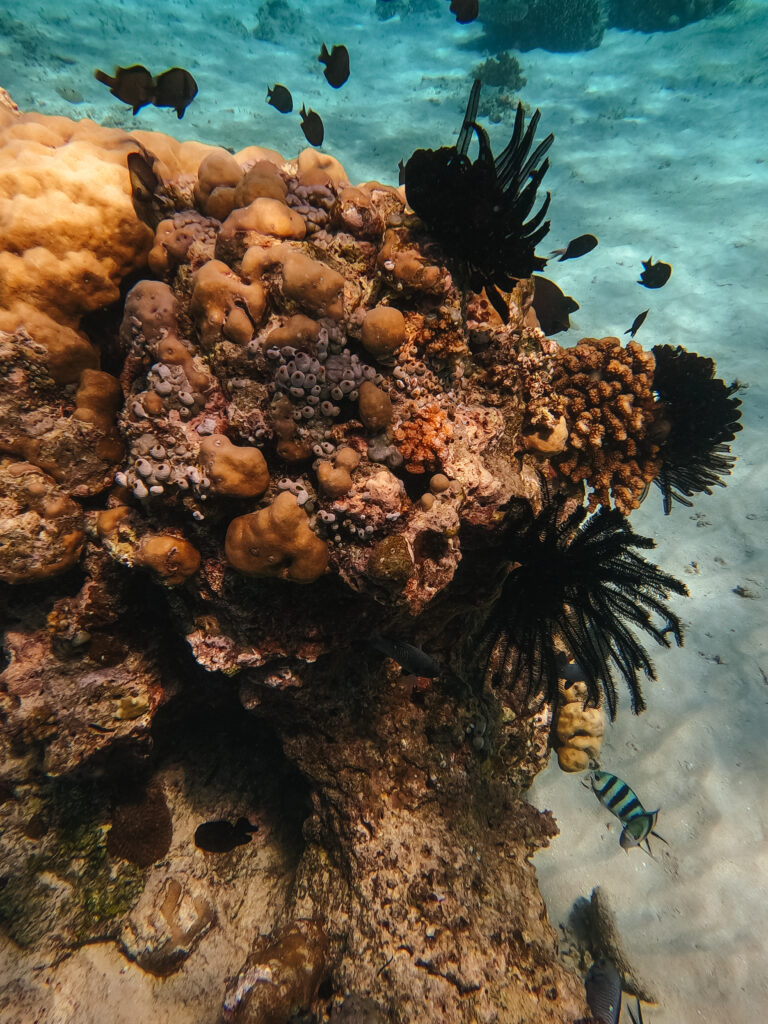 A variety of orange and black corals with black fish around them