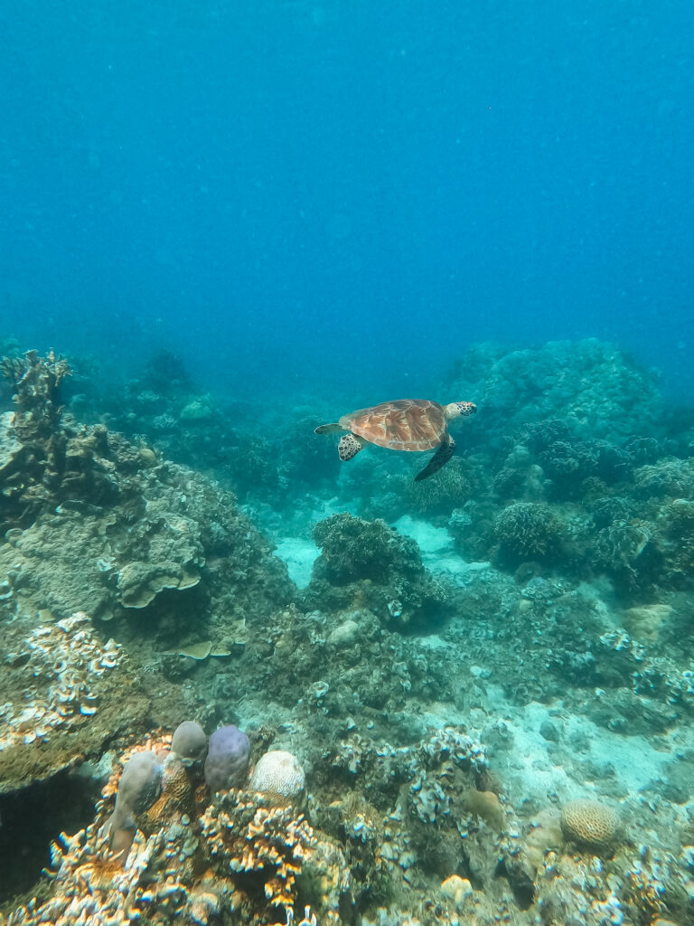 One of the several turtles we saw snorkeling off Nipah Beach