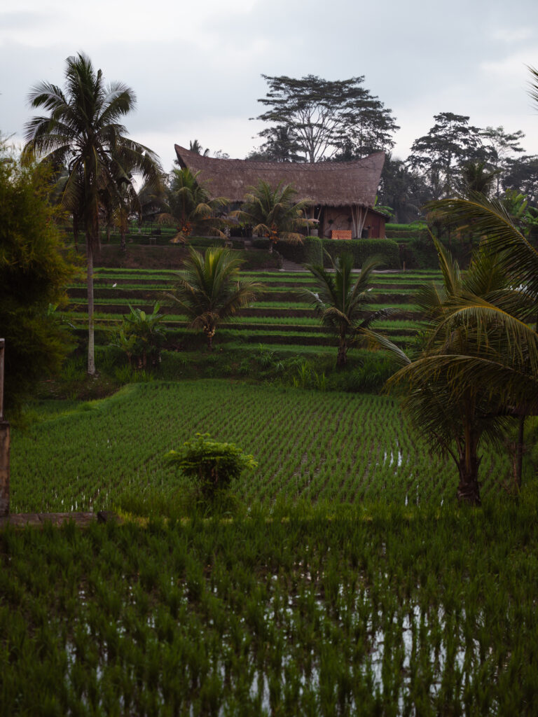 Rice paddies near the Campuhan Ridge Walk
