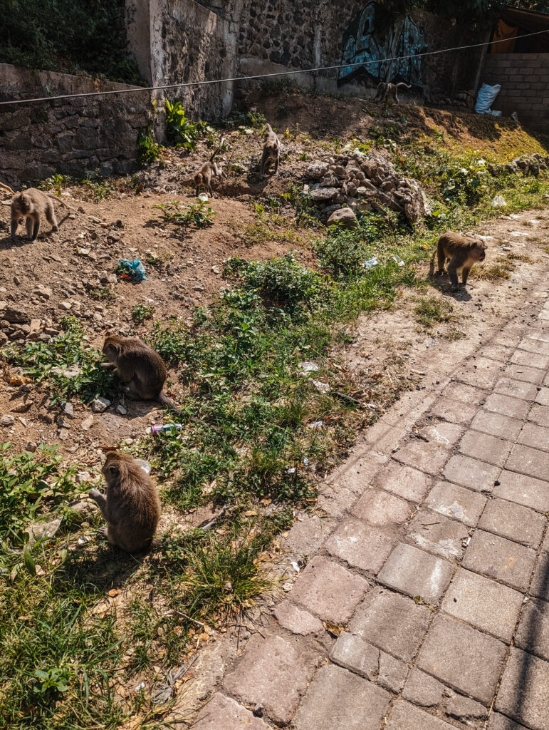 A group of monkeys on the side of the road in Ubud