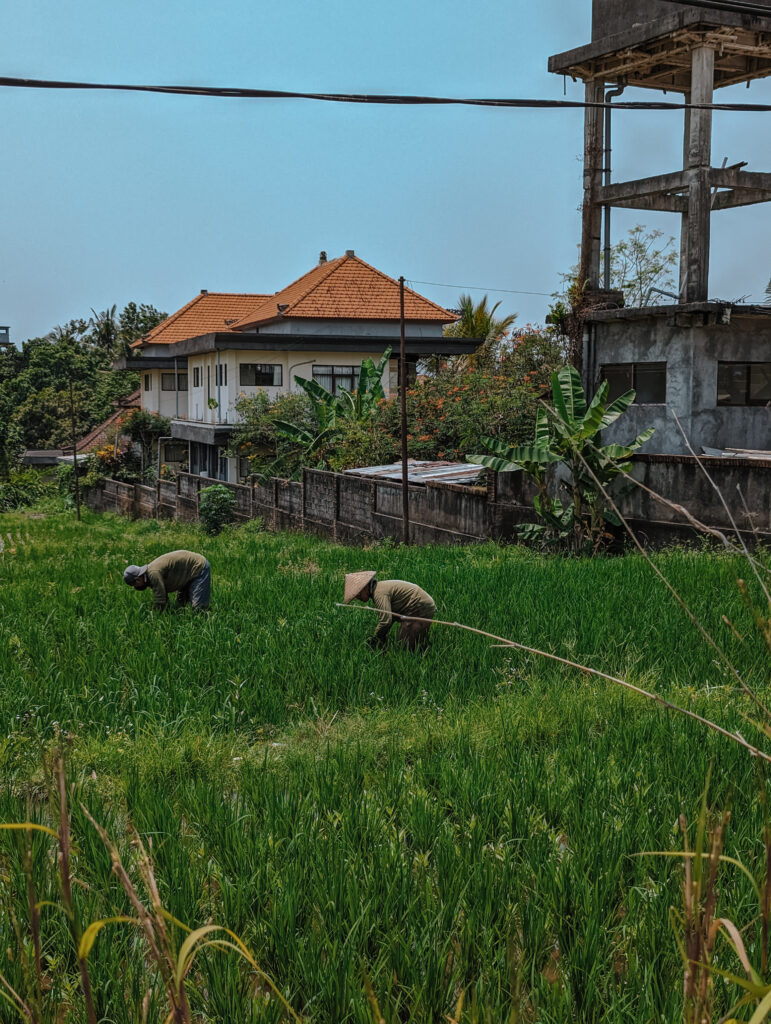 Men working a rice field in Ubud