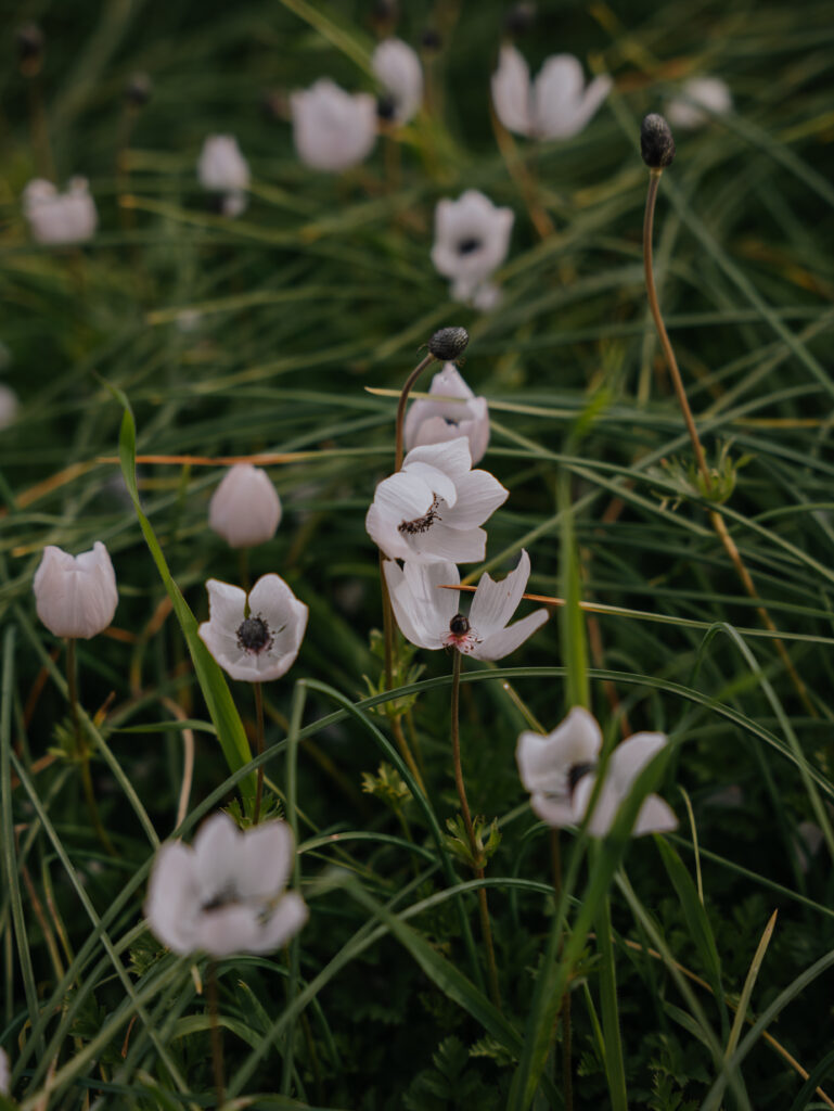 Flowers in Boboli Garden