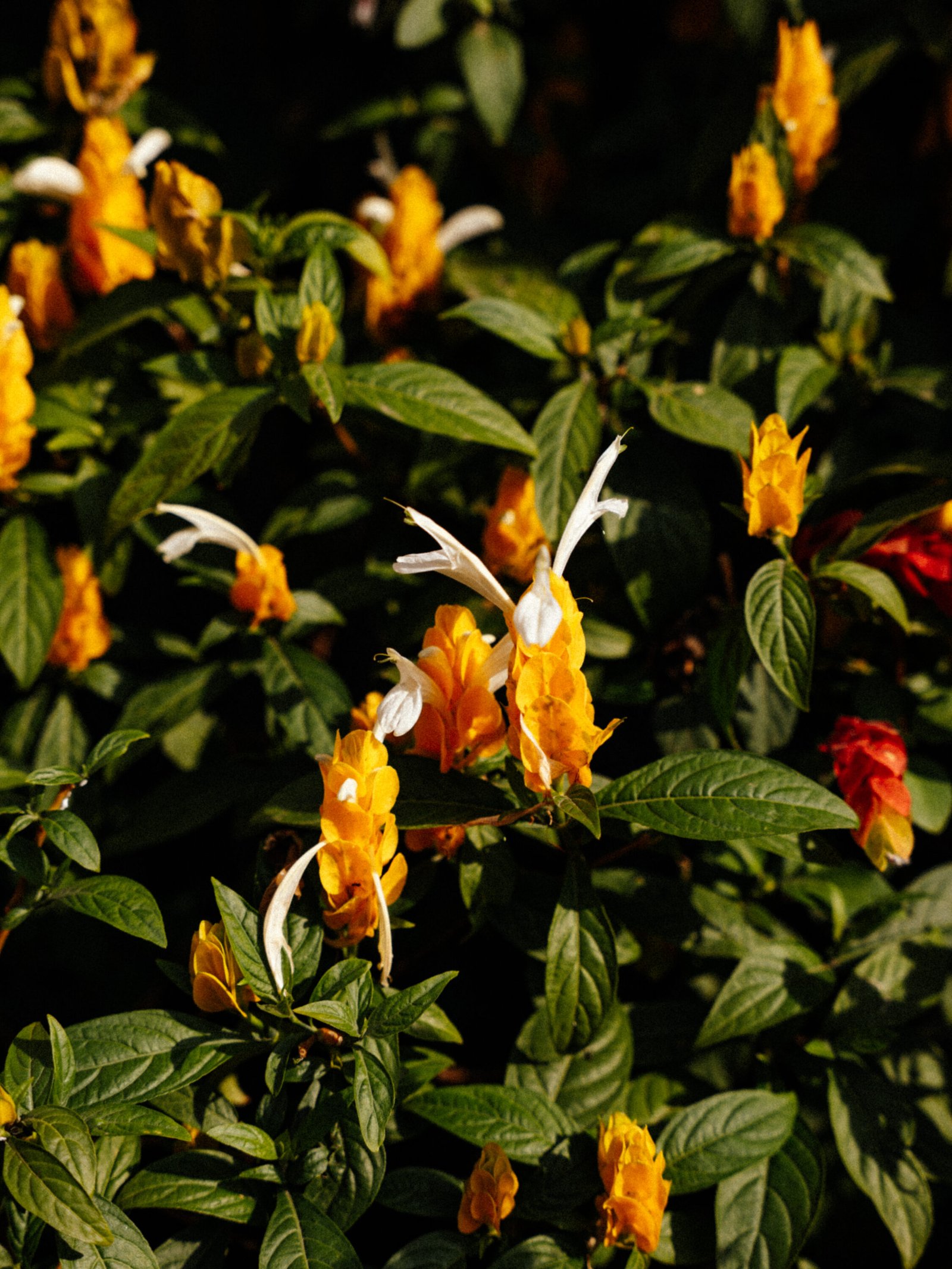 Guatemalan flowers