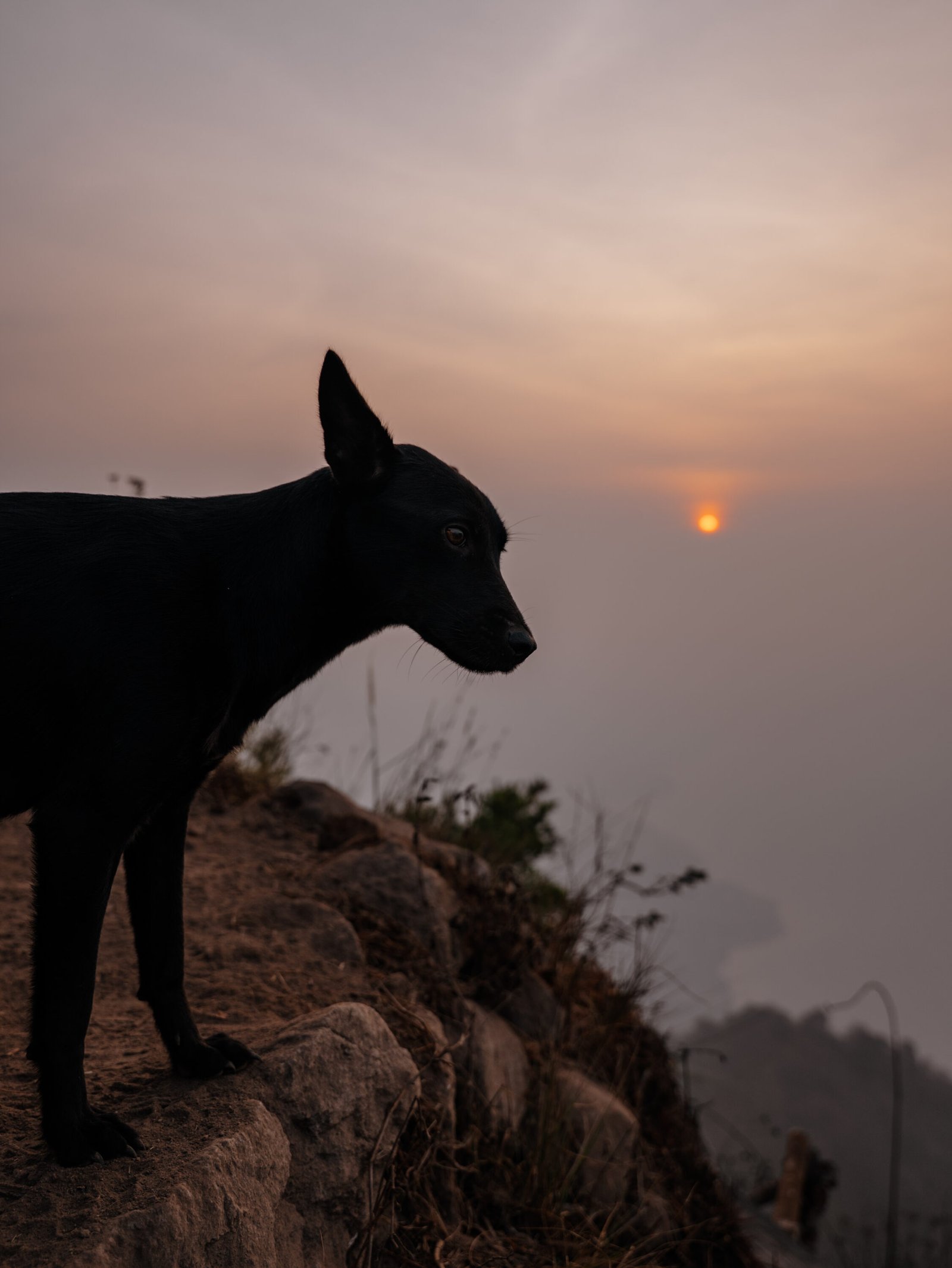 A black dog on a ledge with the sun rising through the smoke