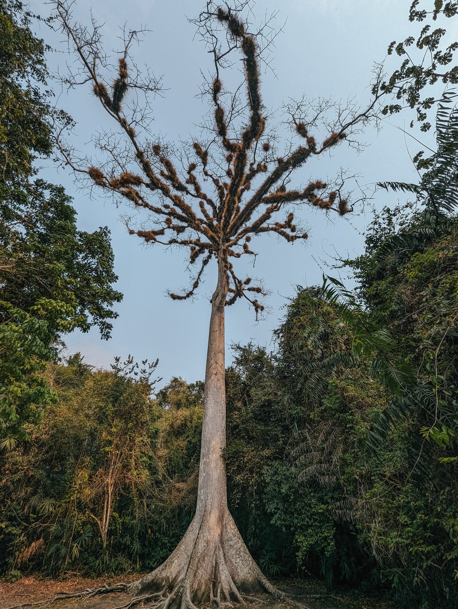 The Tree of Life - Tikal National Park